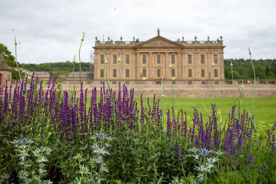 View of flowering plants in front of building