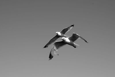 Low angle view of bird flying against clear sky