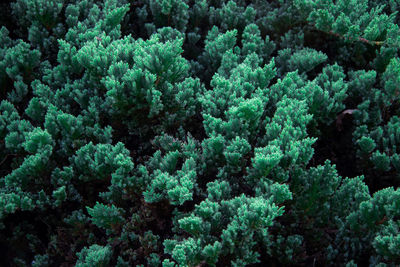 Full frame shot of fresh green plants in forest