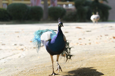 Close-up of peacock