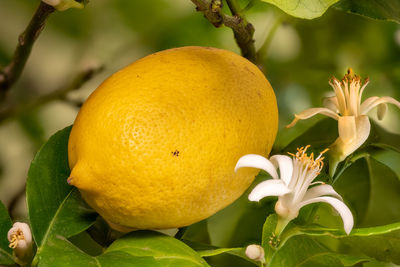 Detail shot of a lemon blossom and fruit hanging next to each other on the tree