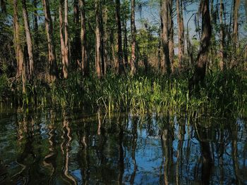 Scenic view of lake in forest