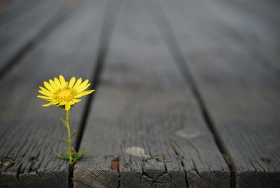 Close-up of yellow flower