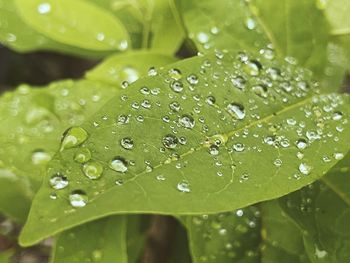 Close-up of water drops on leaves