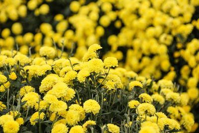 Close-up of fresh yellow flowers blooming in field