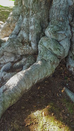 Close-up of tree trunk