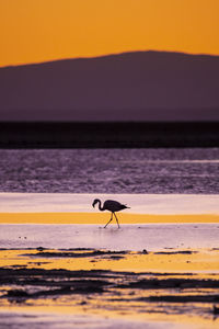 Silhouette flamingo at beach during sunset
