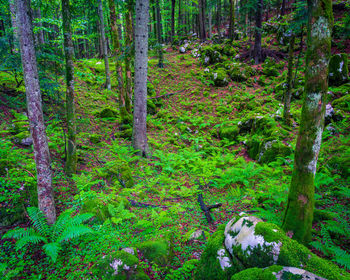 Trees in forest