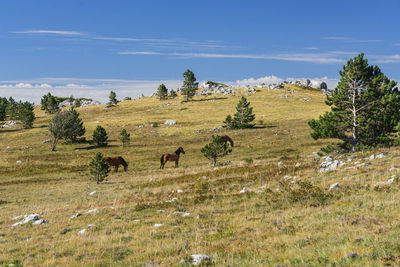 Free running horses in the grasslands of croatia's coast mountains in summer.