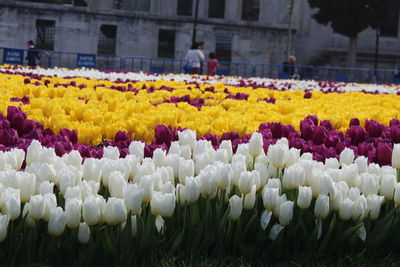 View of flowering plants