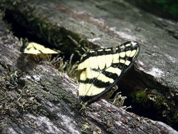 Close-up of insect on wood