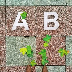 Leaves on wall