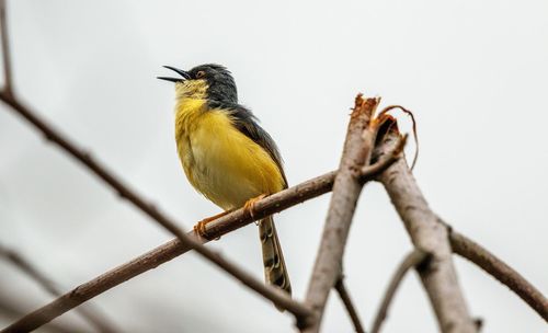 Low angle view of bird perching on branch against sky