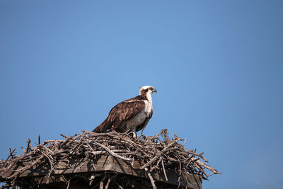 Male osprey bird pandion haliaetus in a nest high above the myakka river in sarasota, florida.