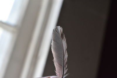 Close-up of feather against window