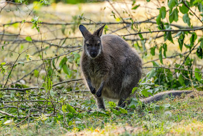 Bennett's wallaby forages among branches, german zoo scene.