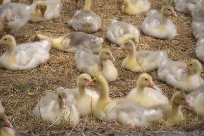 Flock of birds in farm