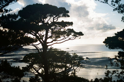 Silhouette trees on beach against sky