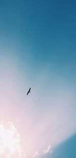 Low angle view of bird flying in sky