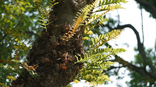 Low angle view of bee on tree