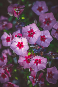 Close-up of pink flowers blooming outdoors