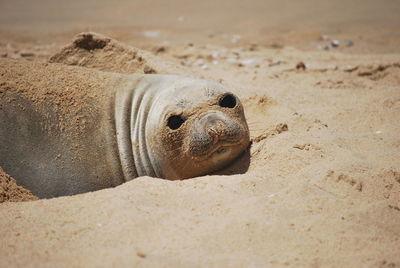 Close-up of animal lying on sand