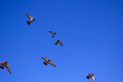 Low angle view of seagull flying against clear blue sky