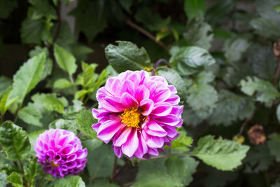 Close-up of pink flowering plant