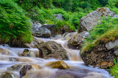 Scenic view of waterfall in forest