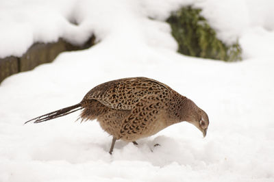 Close up of a pheasant on snow