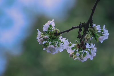 Close-up of flowers on tree