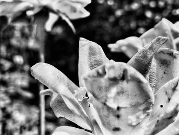 Close-up of flowers against blurred background