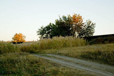 Road amidst trees on field against clear sky