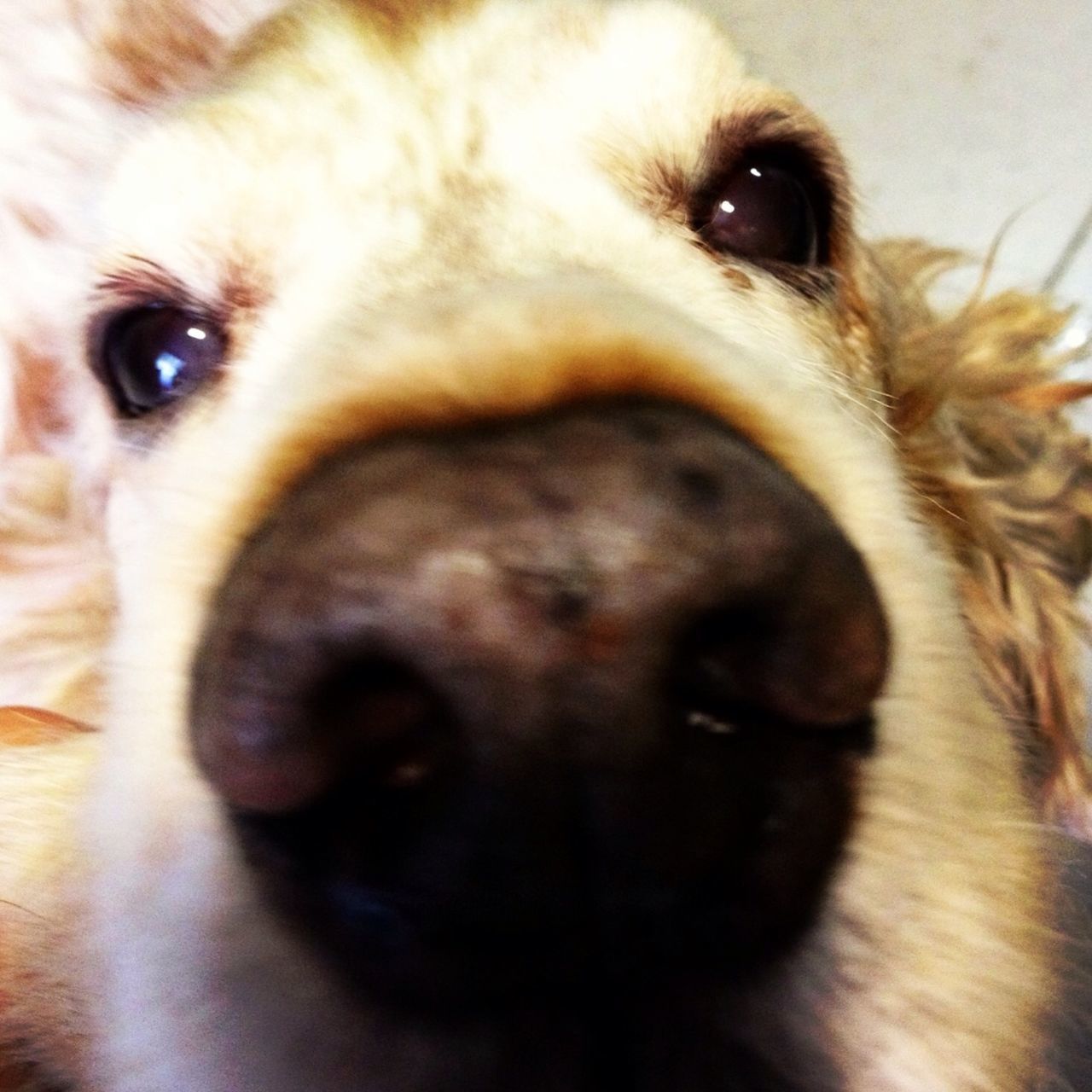 pets, animal themes, domestic animals, one animal, mammal, dog, indoors, close-up, animal head, portrait, animal body part, looking at camera, snout, animal eye, animal nose, relaxation, animal hair, cute, zoology, selective focus