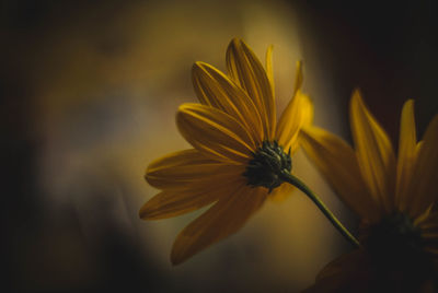 Close-up of yellow flowering plant