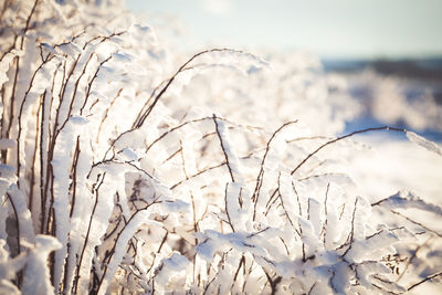 Close-up of frozen plant on field during winter