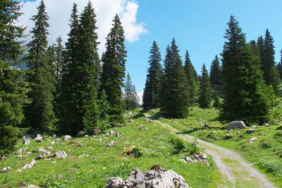 Scenic view of trees on field against sky