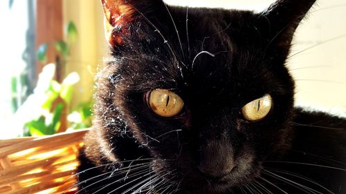 Portrait of black cat at home