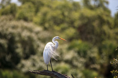 Great white egret wading bird perched on a tree in swamp of myakka river state park in sarasota