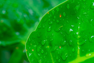 Close-up of wet plant leaves during rainy season