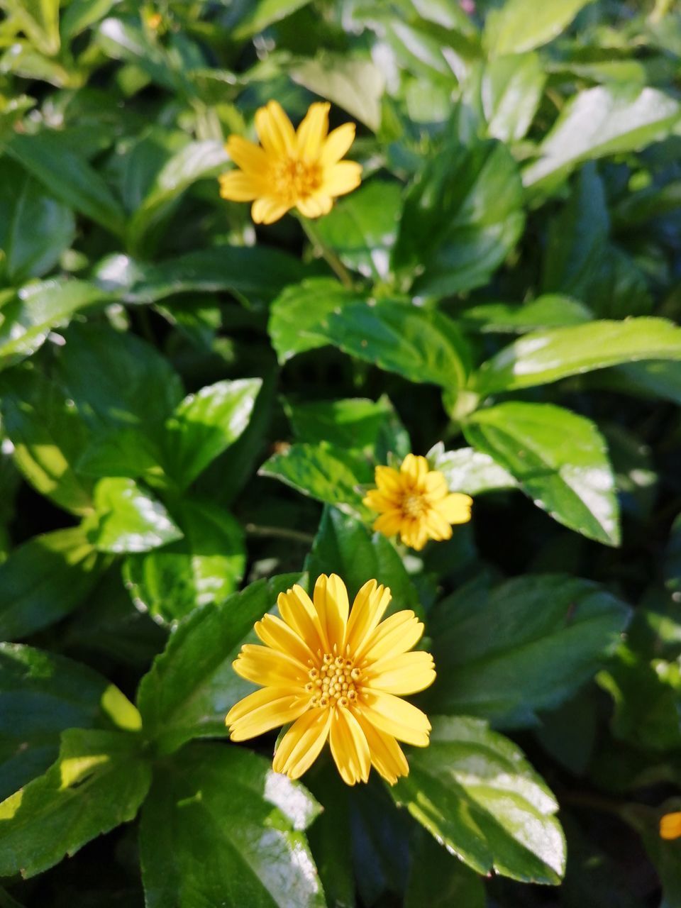 CLOSE-UP OF YELLOW FLOWER