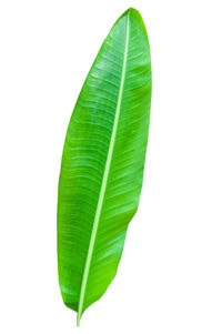 Close-up of leaves against white background