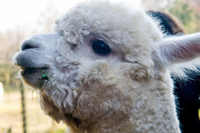 Close-up of an animal