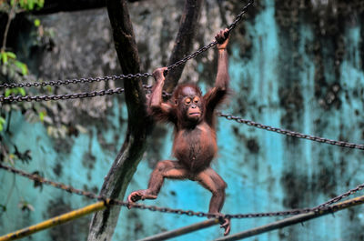 Monkey hanging on rope