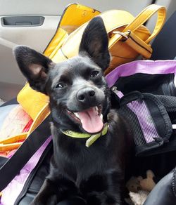 Portrait of dog sitting in car