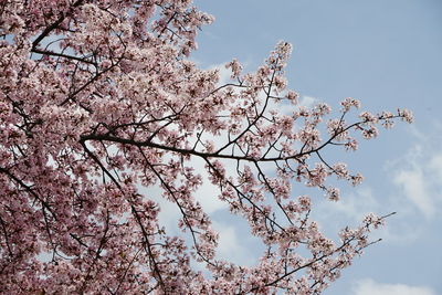 Low angle view of cherry blossoms against sky