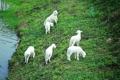 Sheep in a field