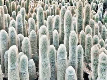 Full frame shot of succulent plant