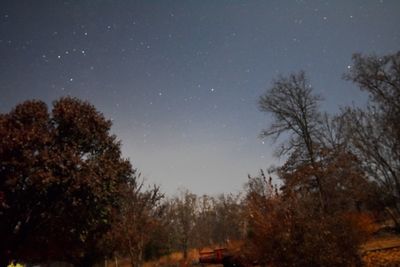 Low angle view of trees against sky at night