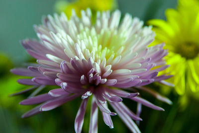 Close-up of purple flower